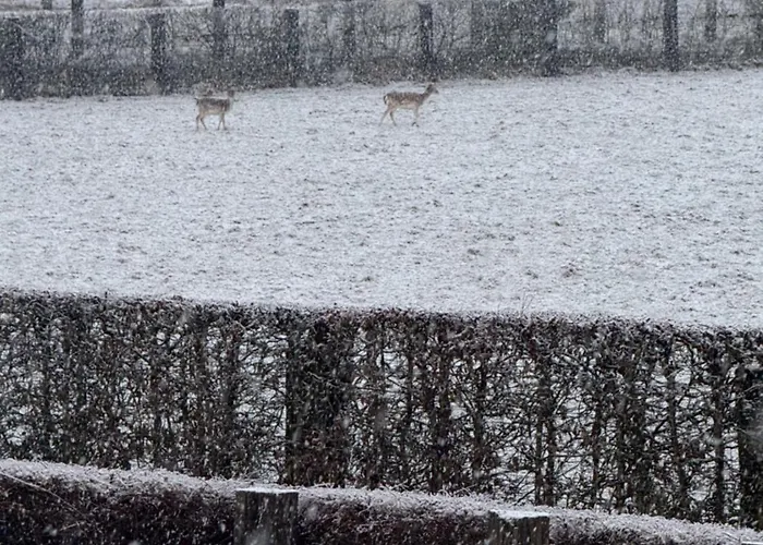 Achouffe - Apres Midi * Houffalize